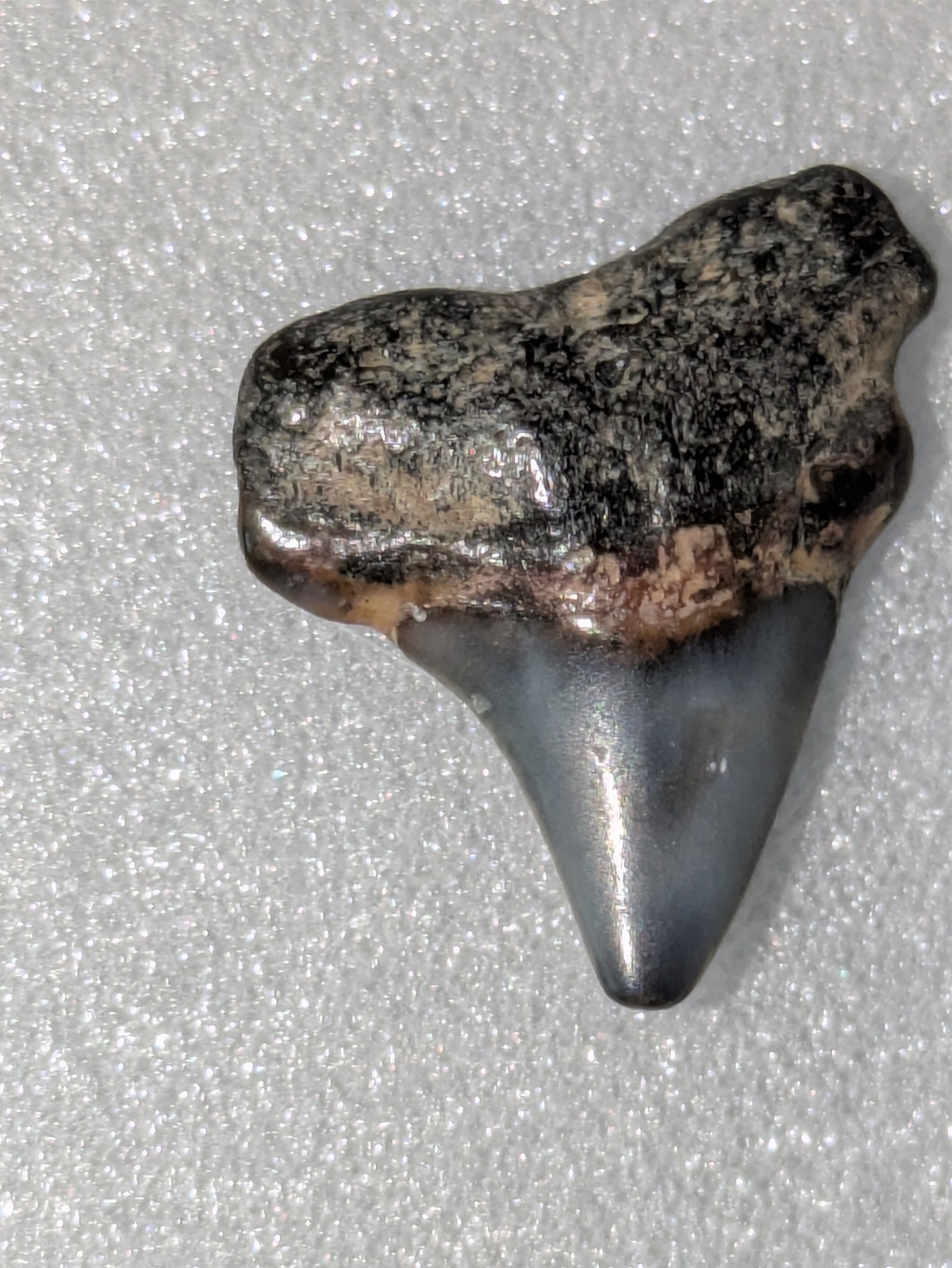 Mixed Shark Tooth Fossil Lot From Venice Florida